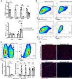 CD140a (PDGFRA) Antibody in Flow Cytometry (Flow)