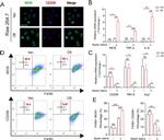 CD206 (MMR) Antibody in Flow Cytometry (Flow)