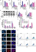 CD206 (MMR) Antibody in Flow Cytometry (Flow)