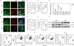 CD206 (MMR) Antibody in Flow Cytometry (Flow)