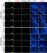 F4/80 Antibody in Immunocytochemistry (ICC/IF)