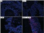 F4/80 Antibody in Immunohistochemistry (IHC)