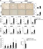 F4/80 Antibody in Immunohistochemistry (IHC)