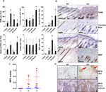 F4/80 Antibody in Immunohistochemistry (IHC)