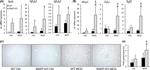 F4/80 Antibody in Immunohistochemistry (IHC)