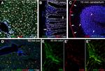 F4/80 Antibody in Immunohistochemistry (Frozen) (IHC (F))