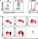 EOMES Antibody in Flow Cytometry (Flow)