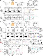 FOXP3 Antibody in Flow Cytometry (Flow)