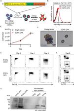 CD71 (Transferrin Receptor) Antibody in Flow Cytometry (Flow)