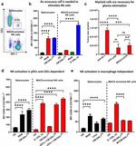 NK1.1 Antibody in Flow Cytometry (Flow)