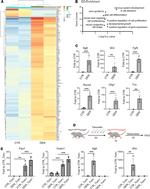 Ly-6A/E (Sca-1) Antibody in Flow Cytometry (Flow)