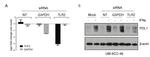 CD274 (PD-L1, B7-H1) Antibody in Western Blot (WB)