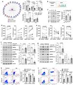 IL-4 Antibody in Flow Cytometry (Flow)