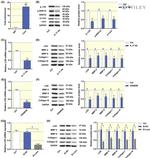 IL-17A Antibody in Neutralization (Neu)