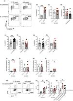 IFN gamma Antibody in Flow Cytometry (Flow)