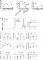 IFN gamma Antibody in Flow Cytometry (Flow)