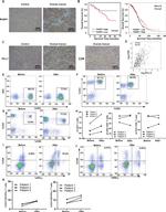 IFN gamma Antibody in Flow Cytometry (Flow)