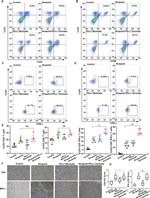 IFN gamma Antibody in Flow Cytometry (Flow)