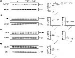 ERK1/2 Antibody in Western Blot (WB)