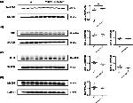 ERK1/2 Antibody in Western Blot (WB)