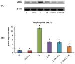 Phospho-ERK1/2 (Thr202, Tyr204) Antibody in Western Blot (WB)