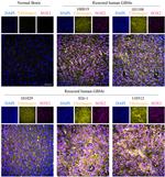 SOX2 Antibody in Immunocytochemistry (ICC/IF)