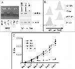 CD282 (TLR2) Antibody in Flow Cytometry (Flow)