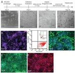 CD184 (CXCR4) Antibody in Flow Cytometry (Flow)