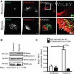 Furin Antibody in Immunoprecipitation (IP)