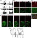 beta Catenin Antibody in Western Blot (WB)