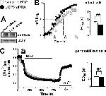 SERCA2 ATPase Antibody in Western Blot (WB)