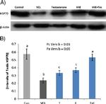 HSP70 Antibody in Western Blot (WB)