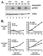 Phospho-JAK1 (Tyr1022, Tyr1023) Antibody in Western Blot (WB)