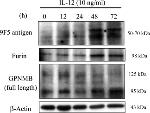 Furin Antibody in Western Blot (WB)