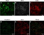 Claudin 2 Antibody in Immunocytochemistry (ICC/IF)