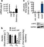 GAPDH Antibody in Western Blot (WB)