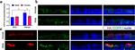 EGFR Antibody in Immunocytochemistry (ICC/IF)