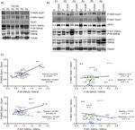 GSK3 alpha/beta Antibody in Western Blot (WB)