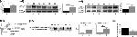 beta Actin Antibody in Western Blot (WB)