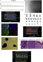 OCT4 Antibody in Immunocytochemistry (ICC/IF)