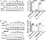 PDK1 Antibody in Western Blot (WB)