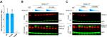 Myc Tag Antibody in Western Blot (WB)