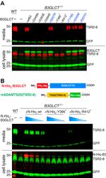 Myc Tag Antibody in Western Blot (WB)