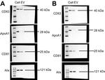 CD63 Antibody in Western Blot (WB)