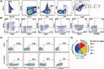 CD39 Antibody in Flow Cytometry (Flow)