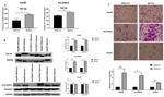 TGF beta-1 Antibody in Western Blot (WB)