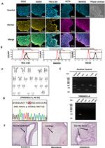 OCT4 Antibody in Immunocytochemistry (ICC/IF)