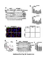 EGFR Antibody in Western Blot (WB)