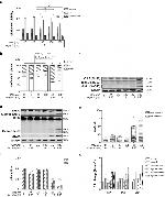 alpha Tubulin Antibody in Western Blot (WB)