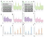 beta Actin Antibody in Western Blot (WB)